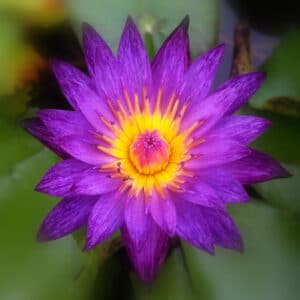 Lilla blomst