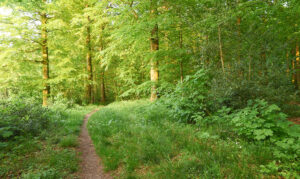 Bøgeskov og trampesti